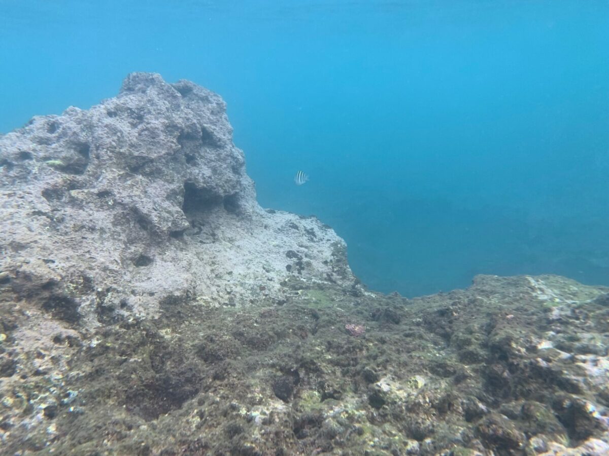 Snorkeling chiba zebra fish