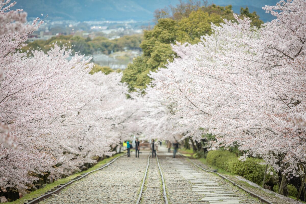 MIHO MUSEUM of Cherry blossoms, Easy to Visit From Kyoto