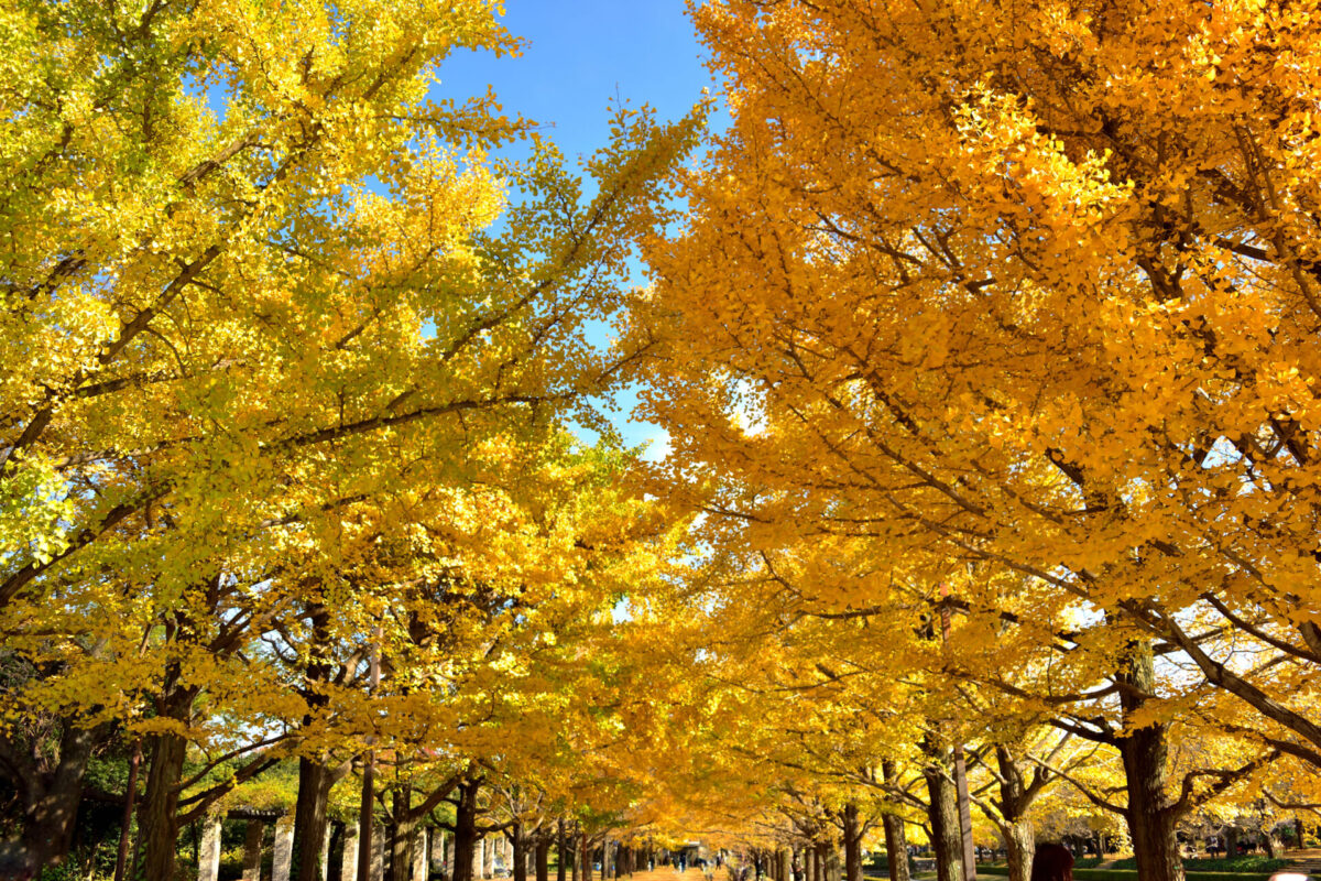 Arbres gingko jaune