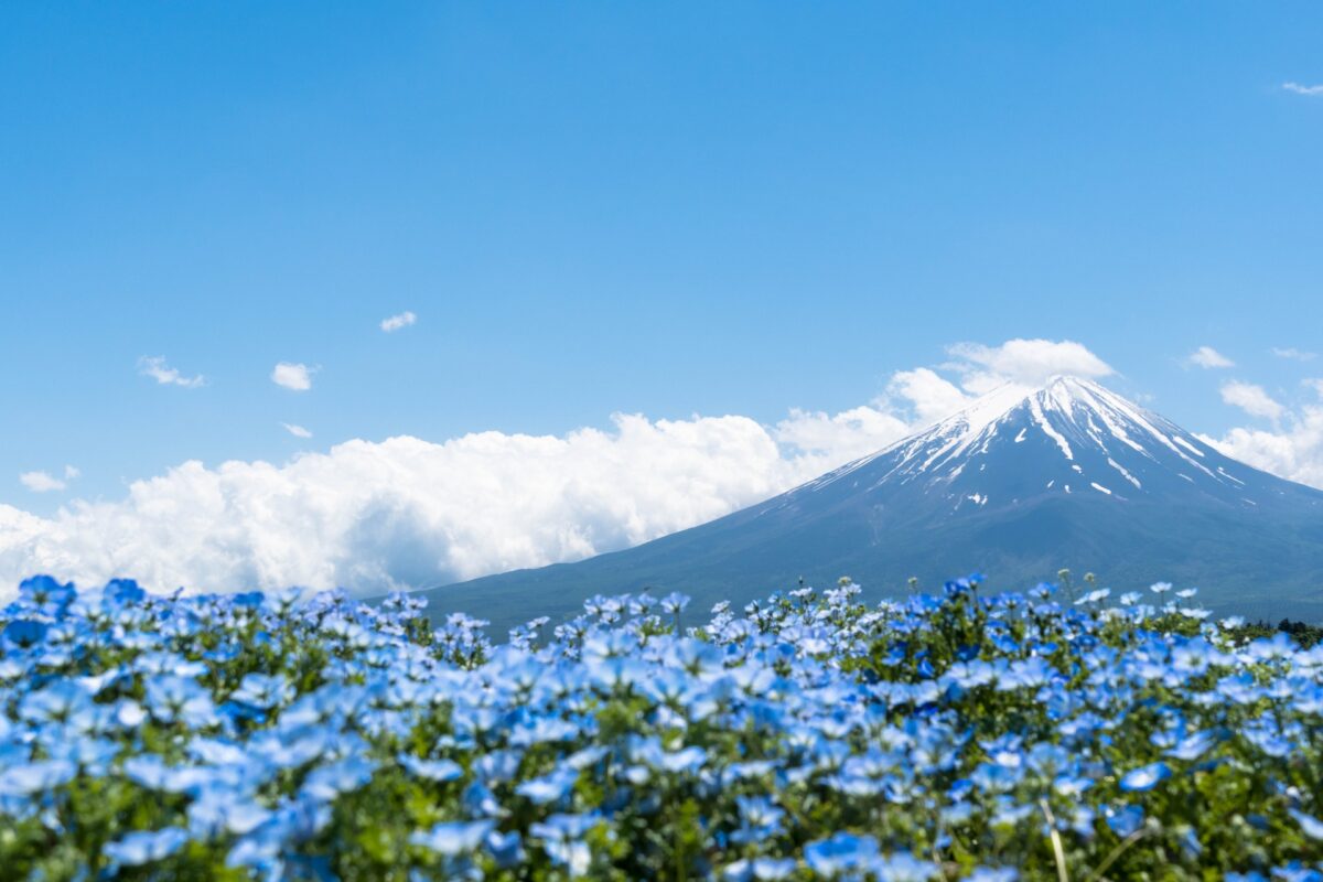 mt fuji flowers