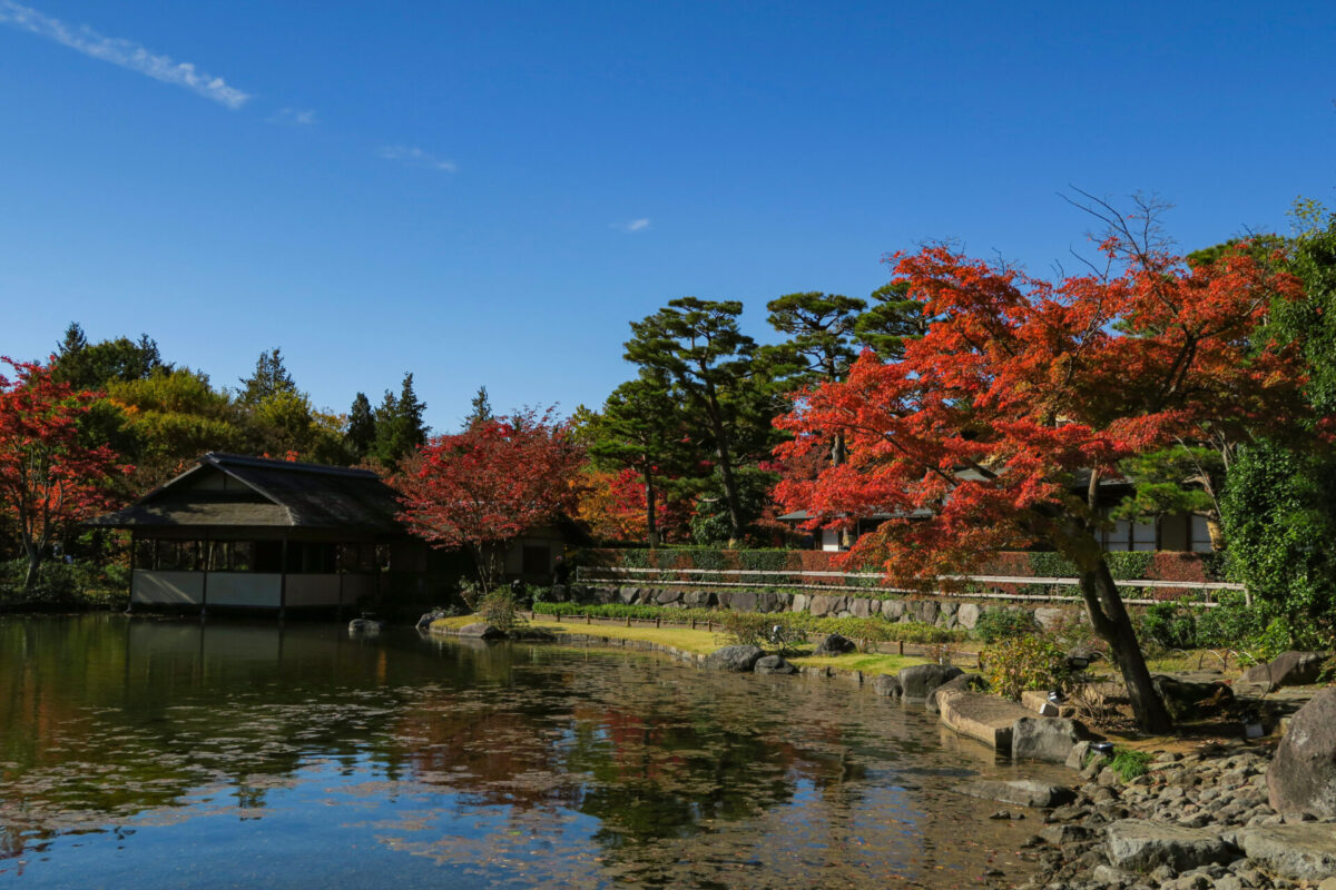 Salon de thé et étang du Showa Memorial Park