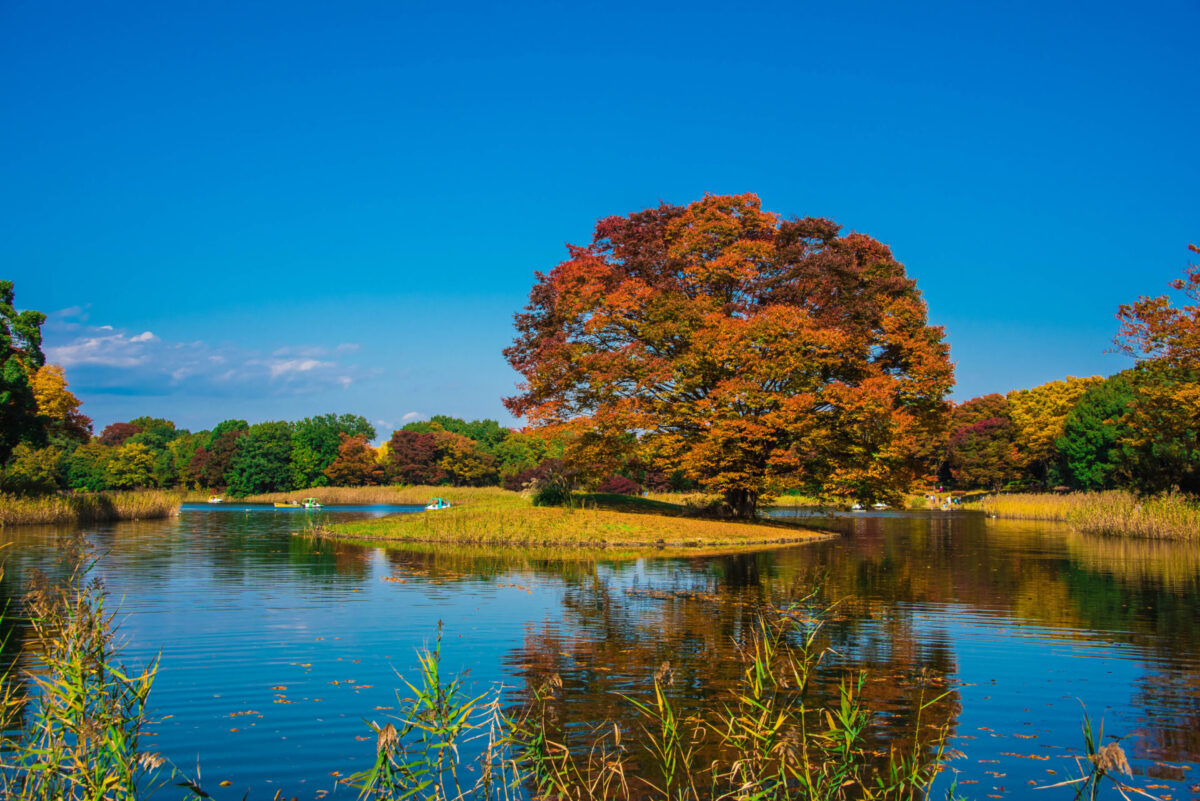 Showa Memorial Park waterfowl lake