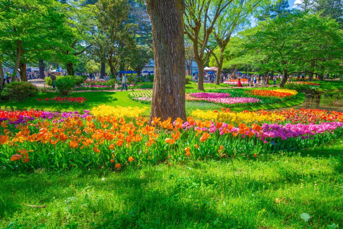 Tulips Showa Memorial Park