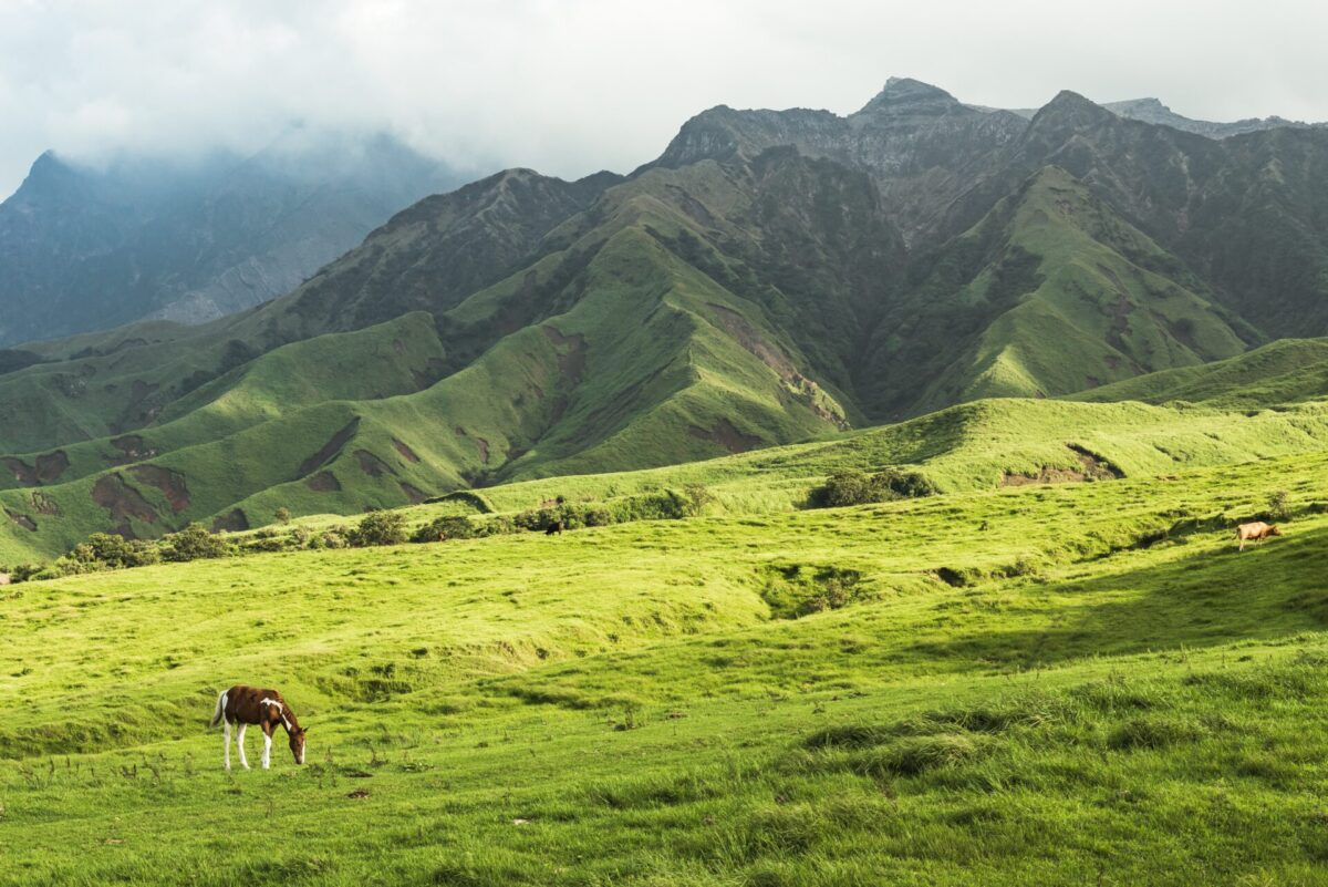 Aso green grass and horse