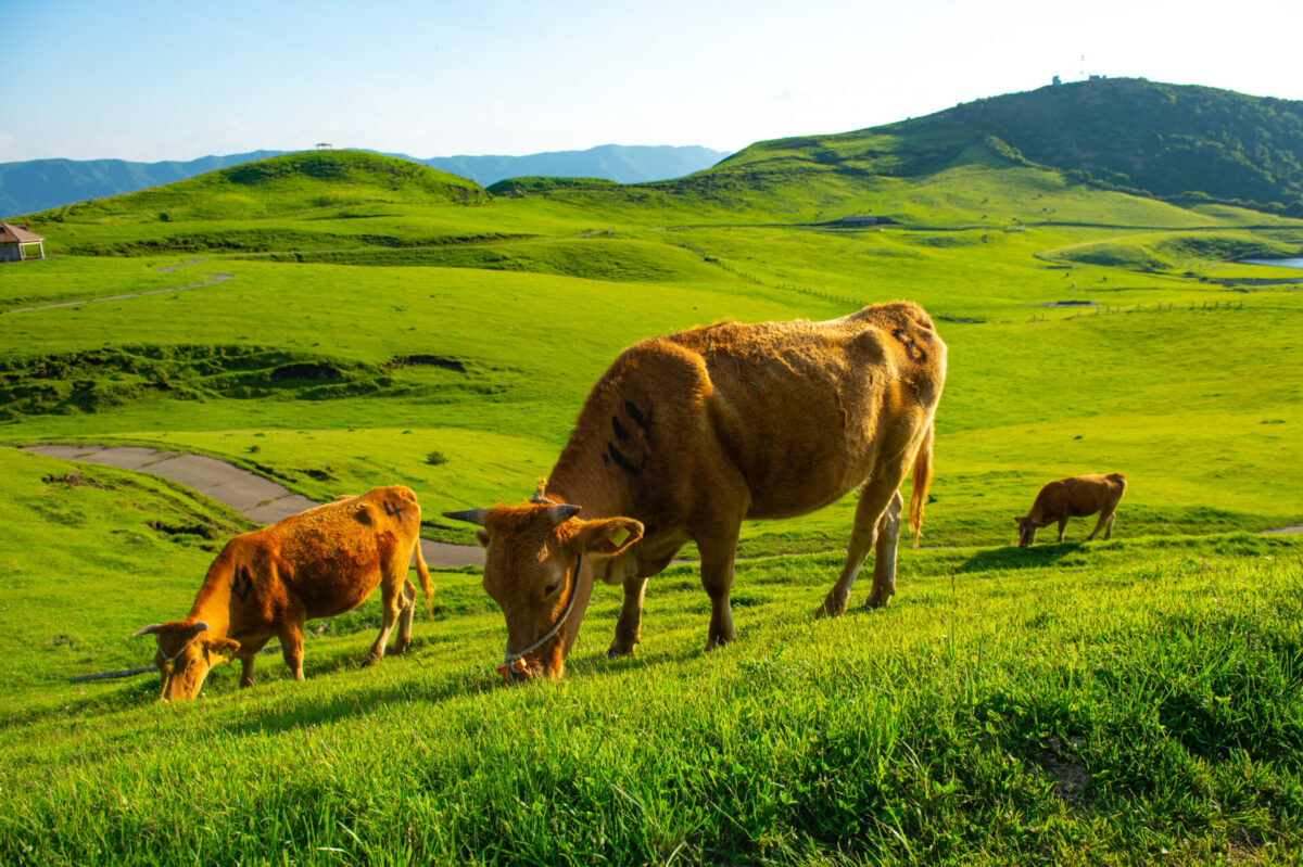 Vaches broutant le Mont Aso