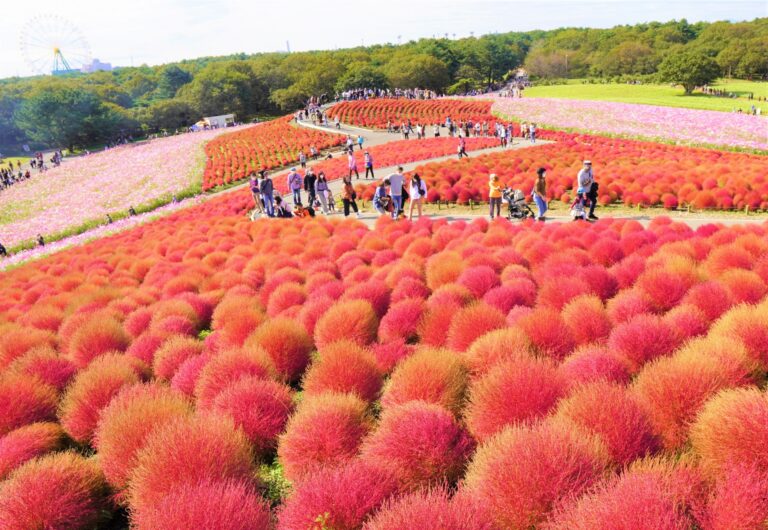 10 Events and Things to do in Japan in October 2022 Japan Wonder