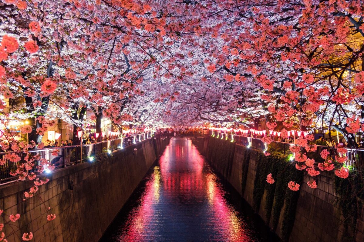 Meguro river sakura