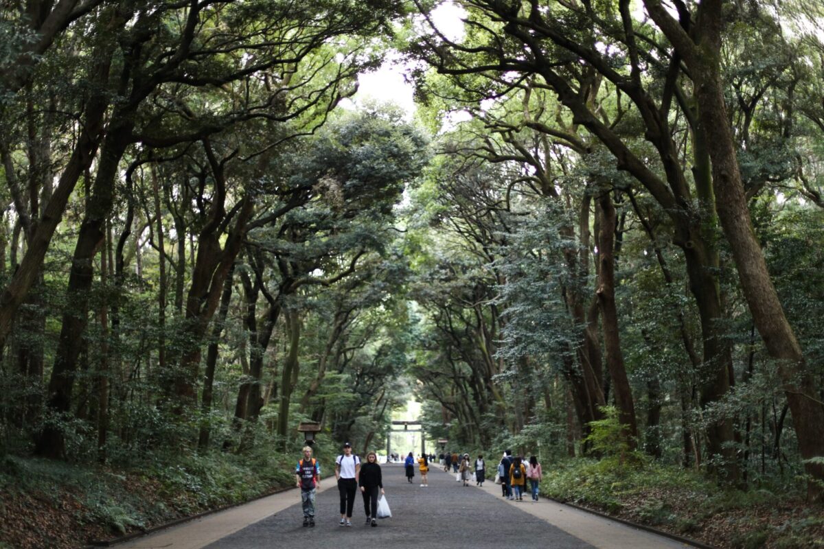 Meiji Jingu cedar alley