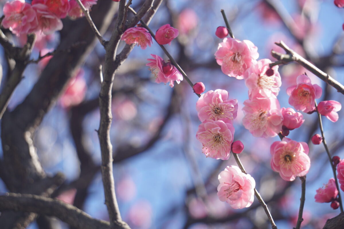 Plum blossoms