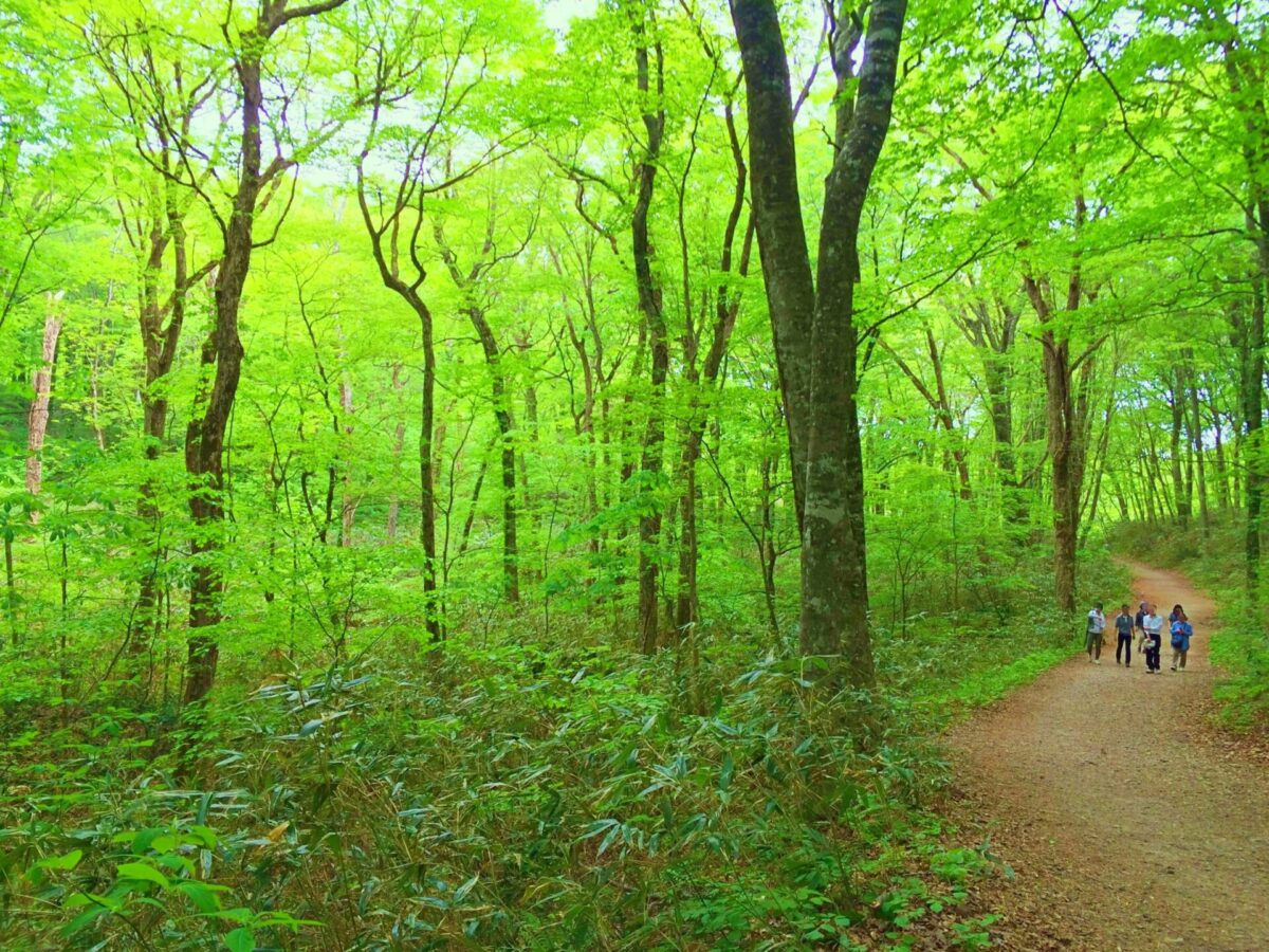 Sentier de la forêt de hêtres Shirakami Sanchi