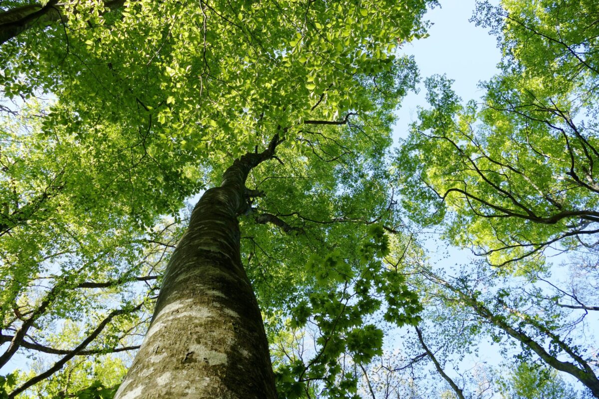 Shirakami Sanchi trees