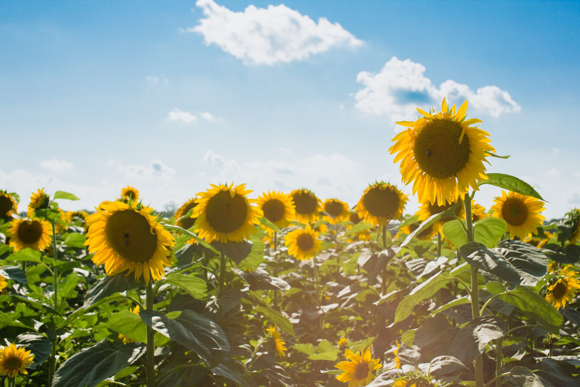 Facts About the Weather & Climate in Tokyo