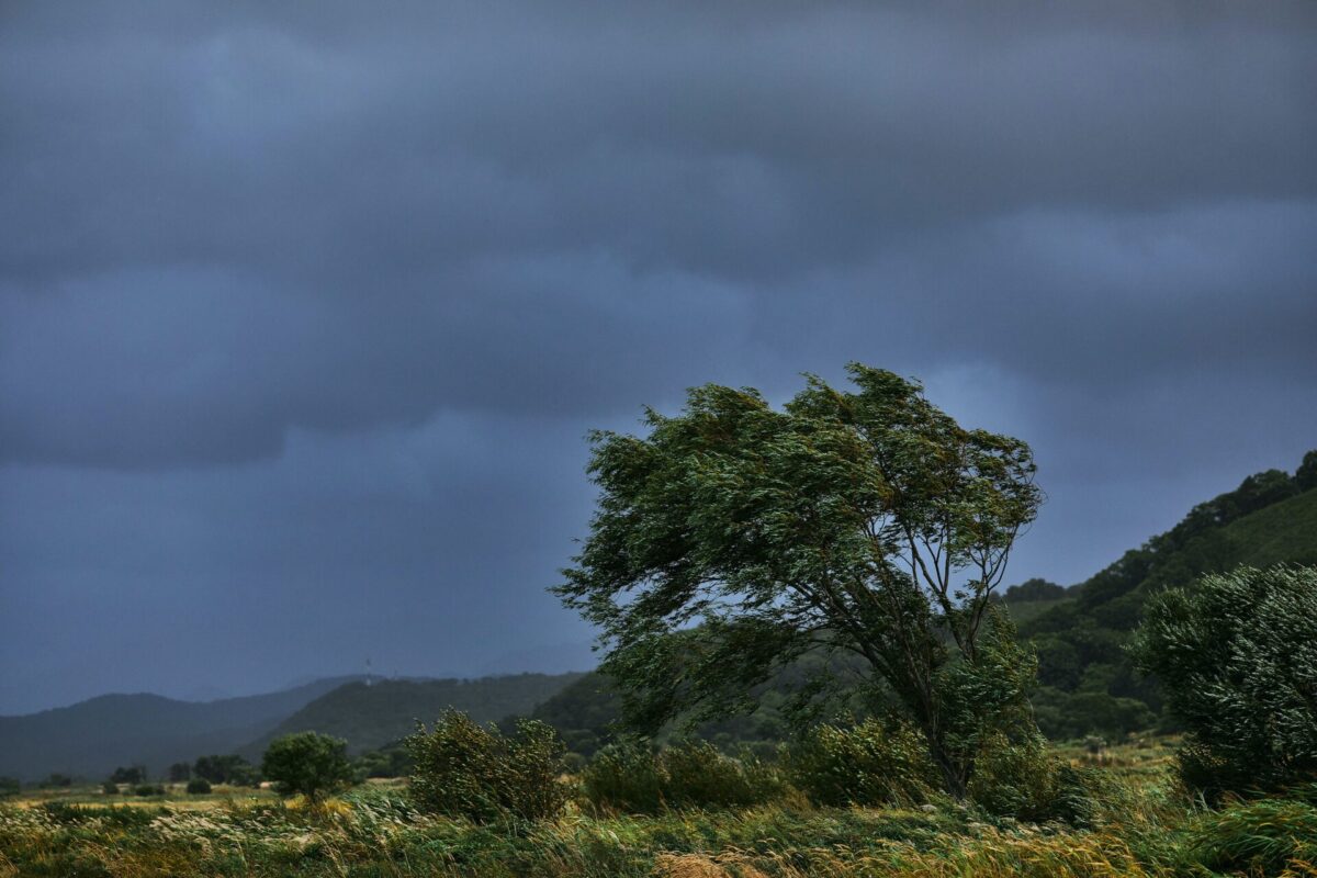 Windswept tree in storm
