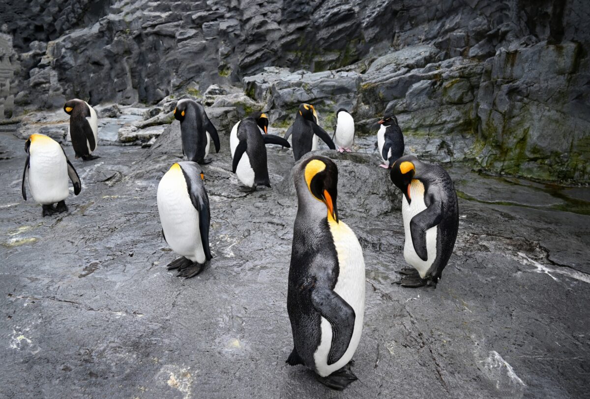 penguins-asahiyama-zoo