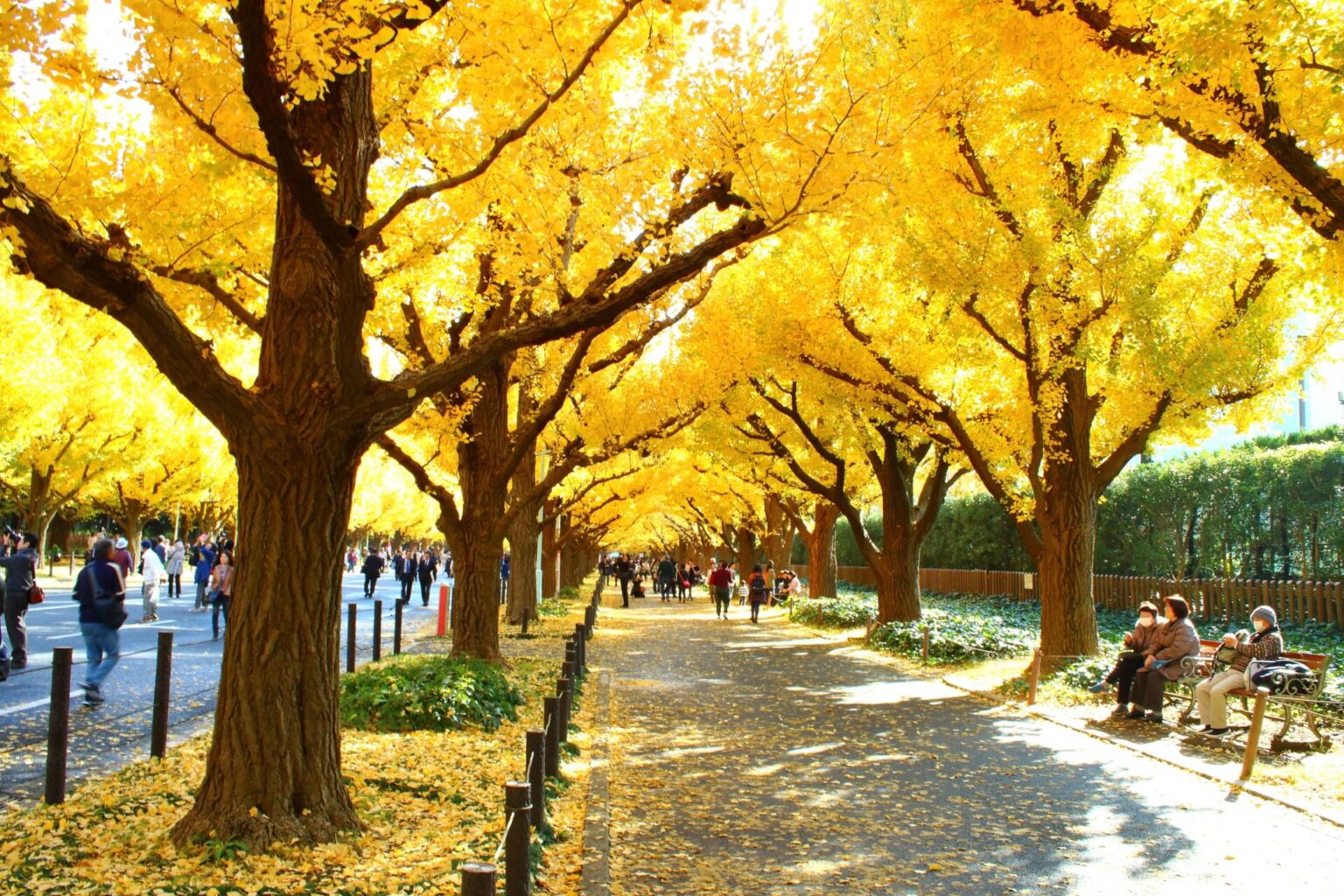 10 Events and things to do in Japan in November Japan Wonder Travel Blog