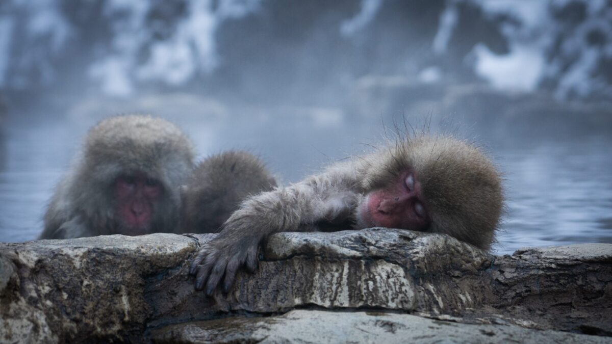 Snow monkeys