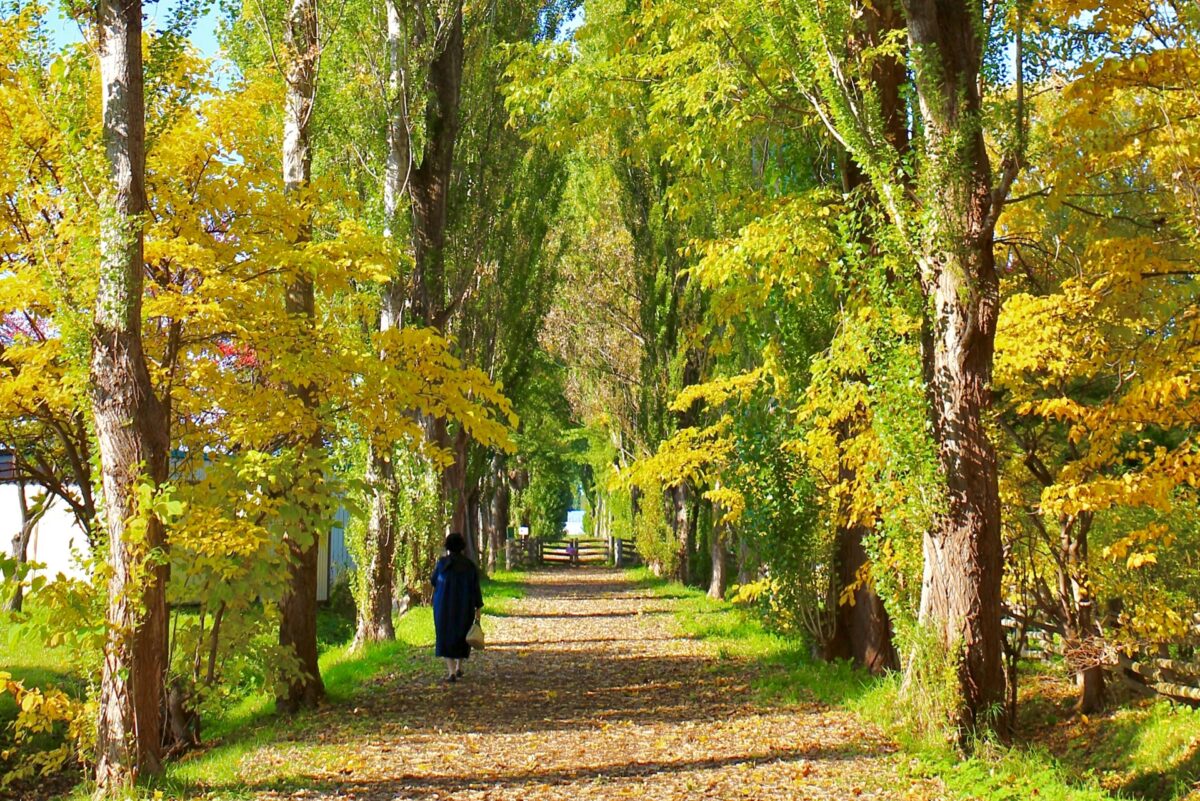 travel to hokkaido in november