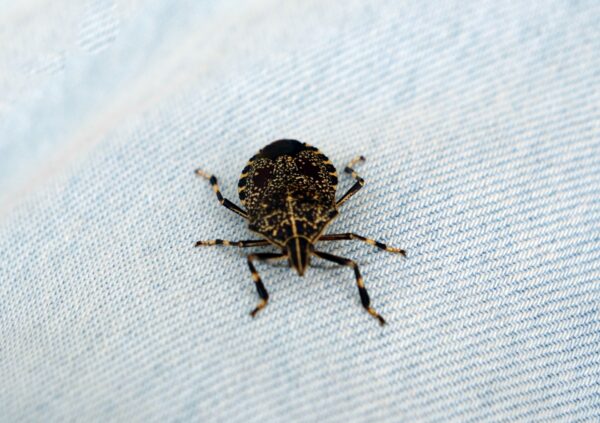 8 Bugs To Be Aware Of When Traveling In Japan 