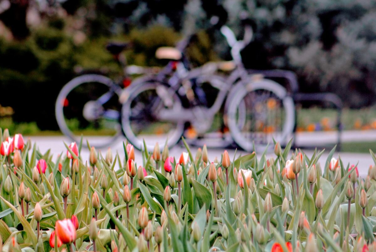 Vélos et fleurs