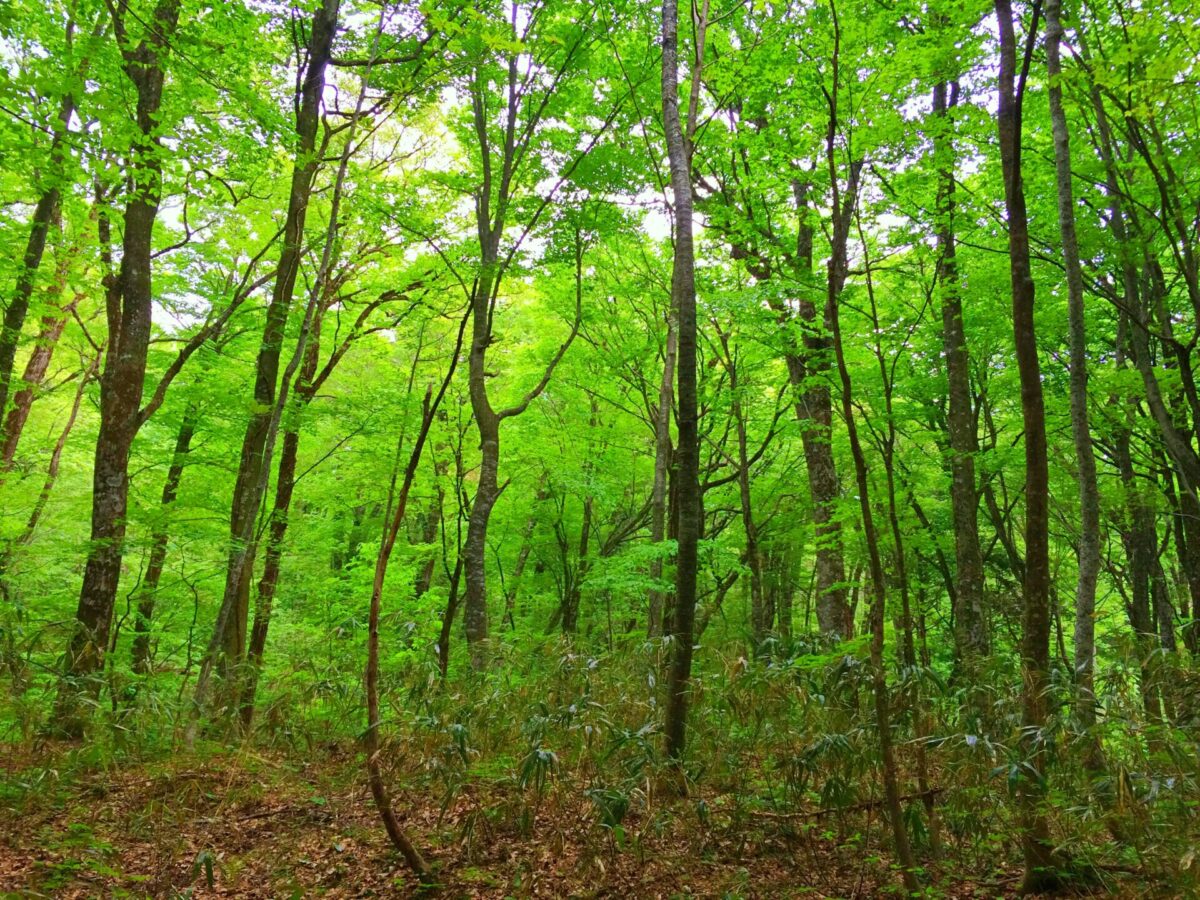 Forêt Shirakami Sanchi