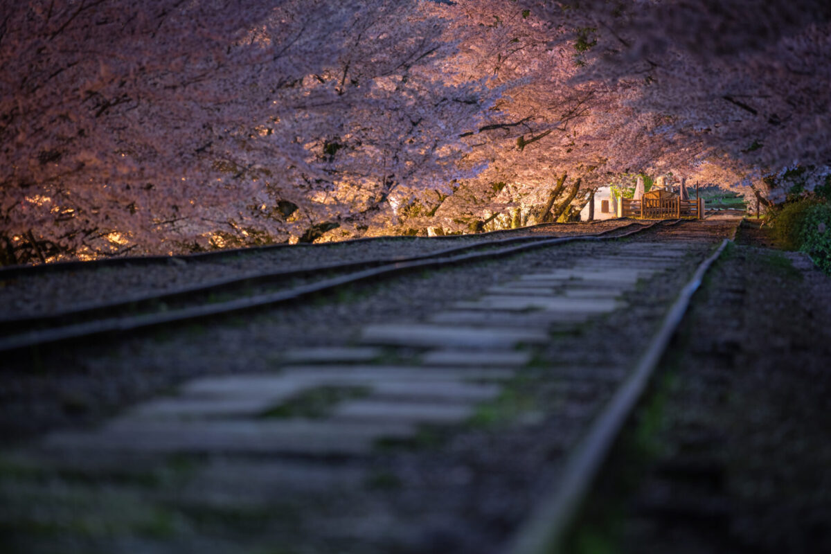 where to visit japan in spring