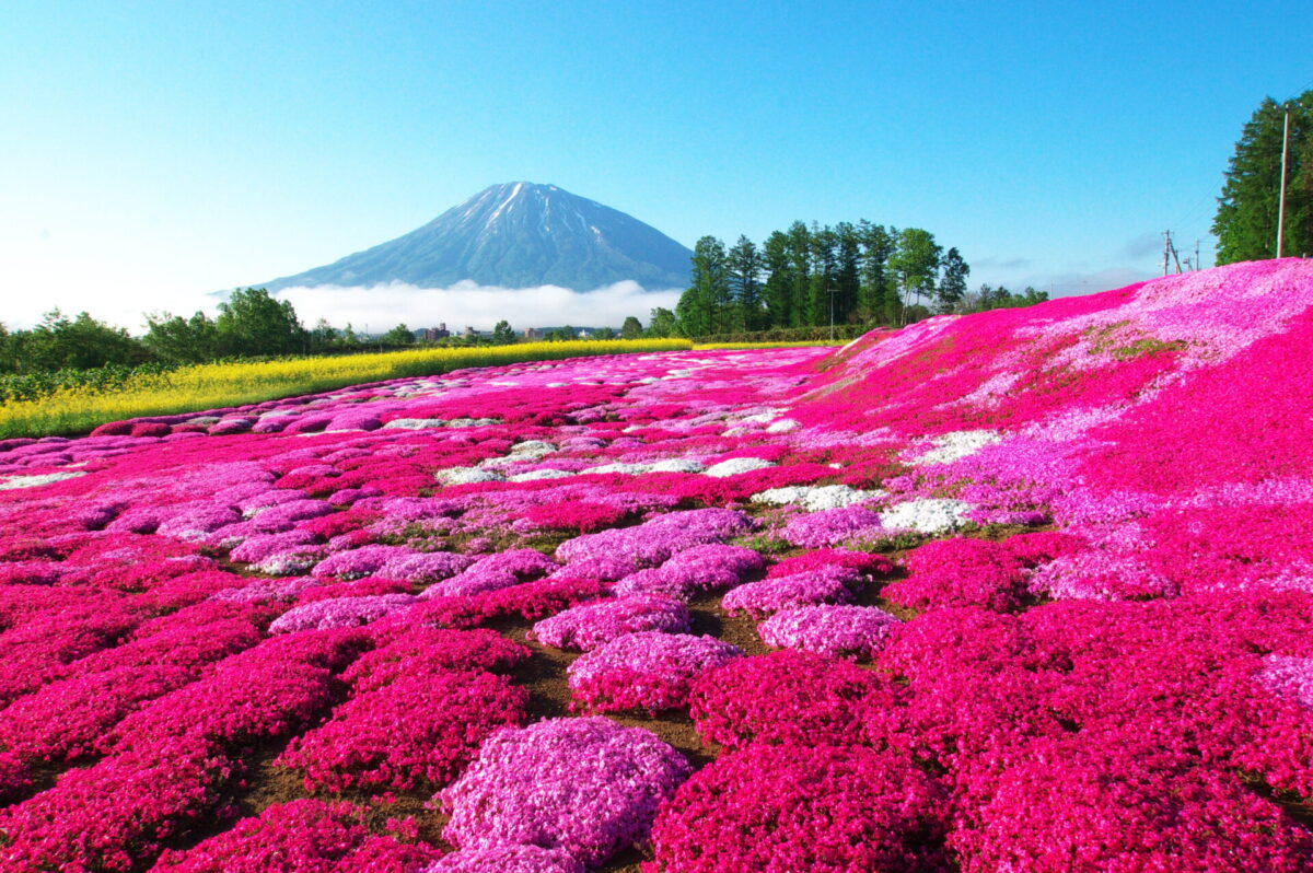 Kutchan flower fields