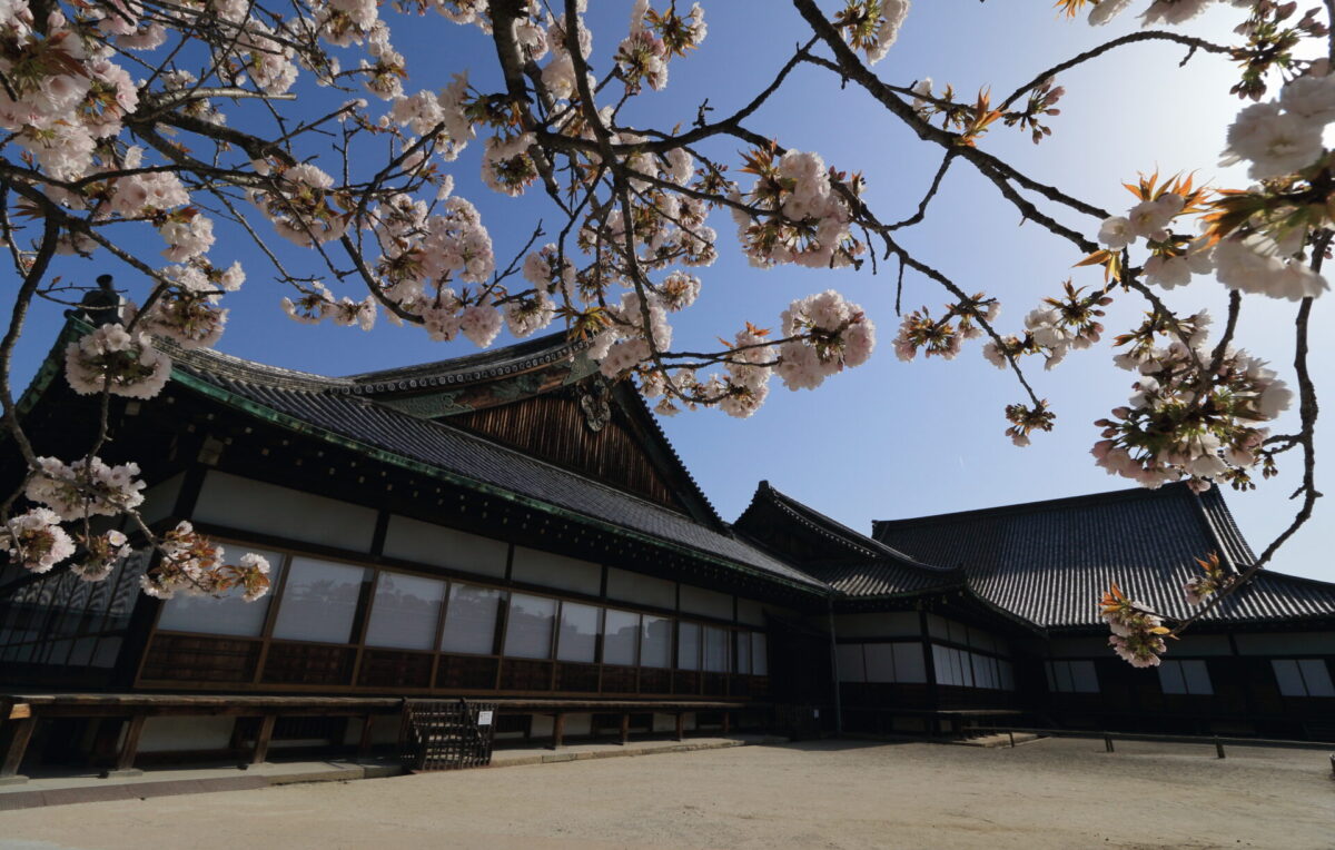 Nijo Castle sakura