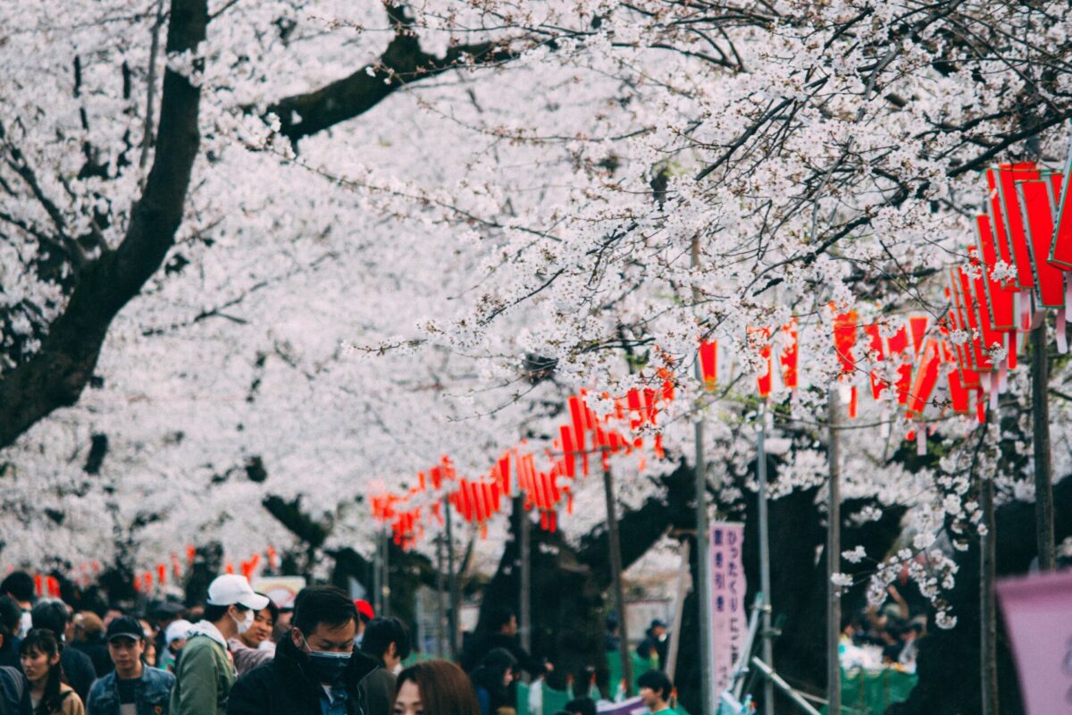 Sakura cherry blossom festival