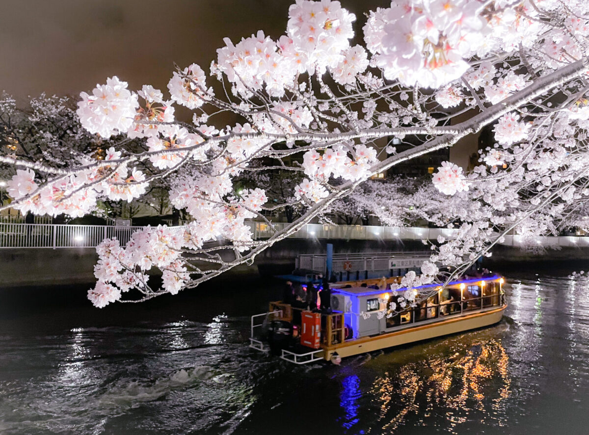 Yakatabune sakura