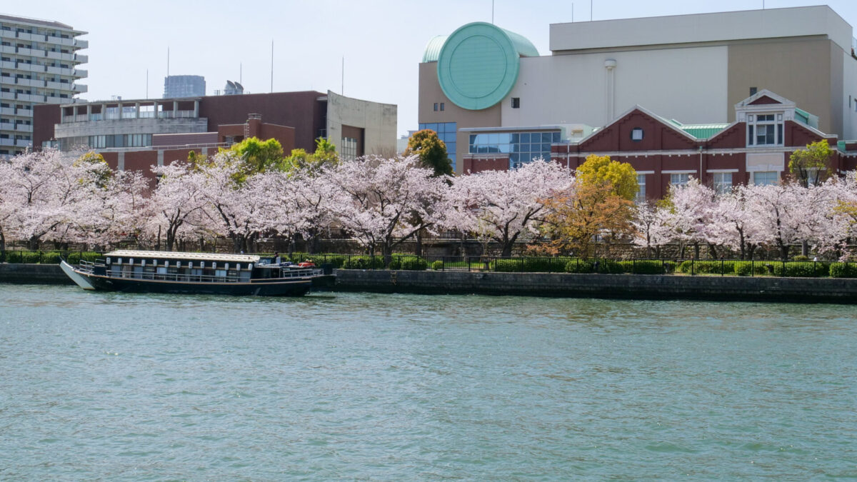 Japan Mint sakura