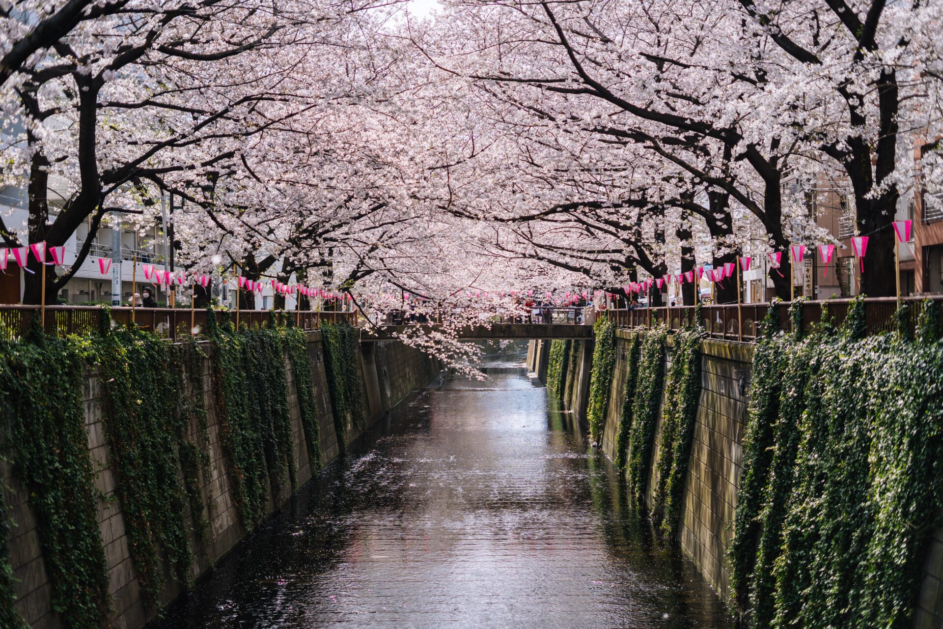 10 Events and Things to do in Tokyo in March Japan Wonder Travel Blog