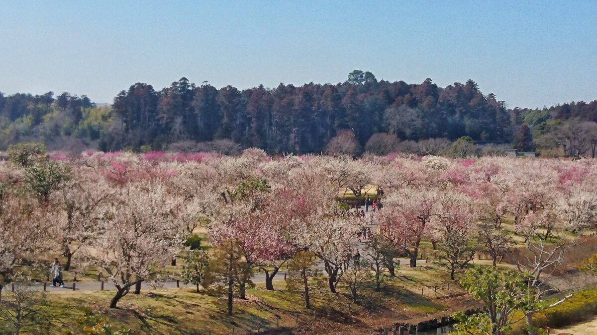 travel japan in february