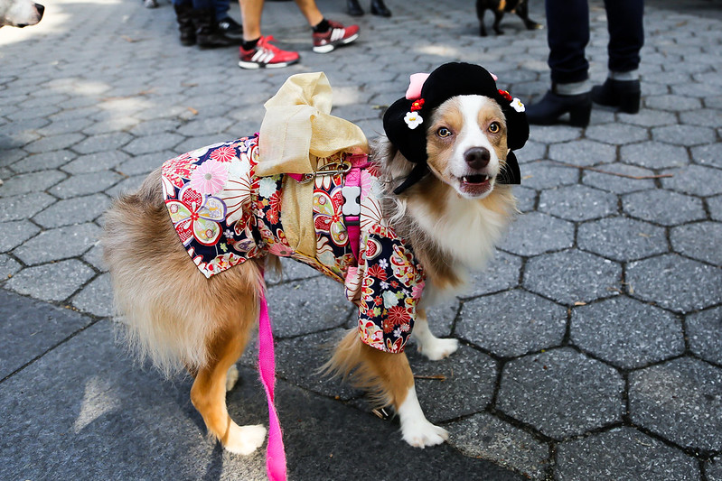 Geisha dog