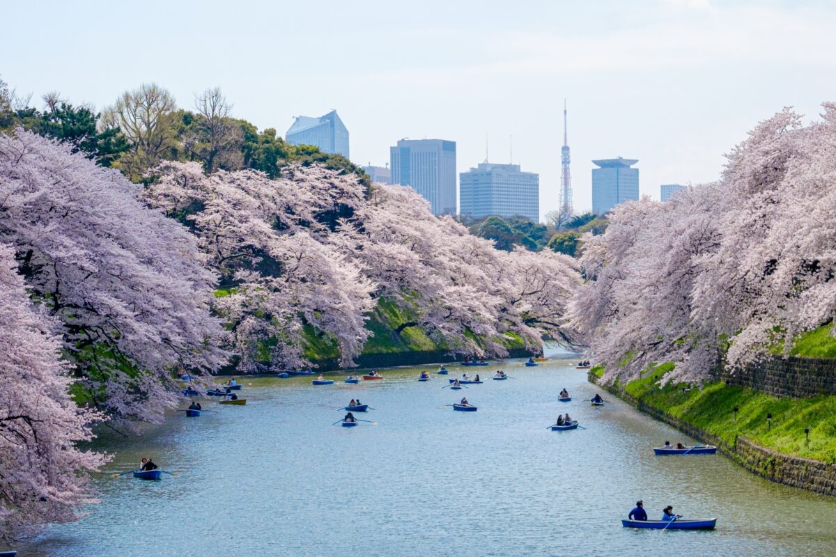 Cherry Blossom Tokyo