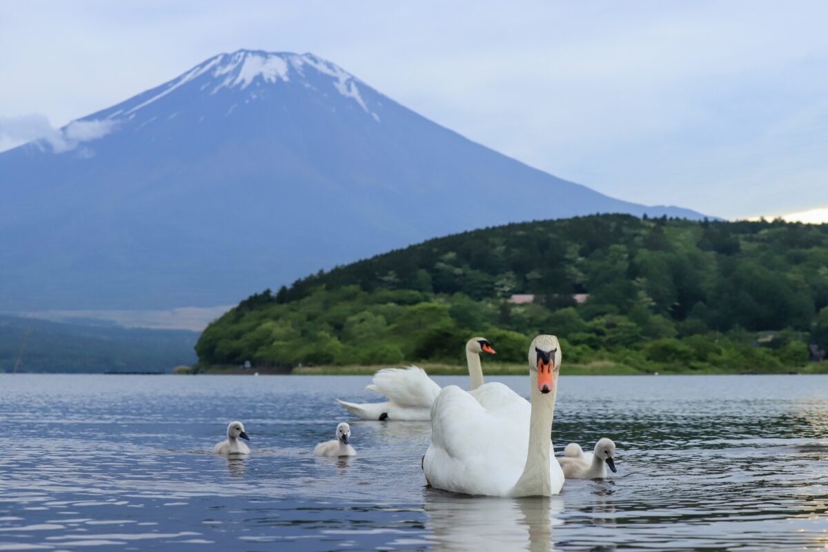 Lake Yamanaka