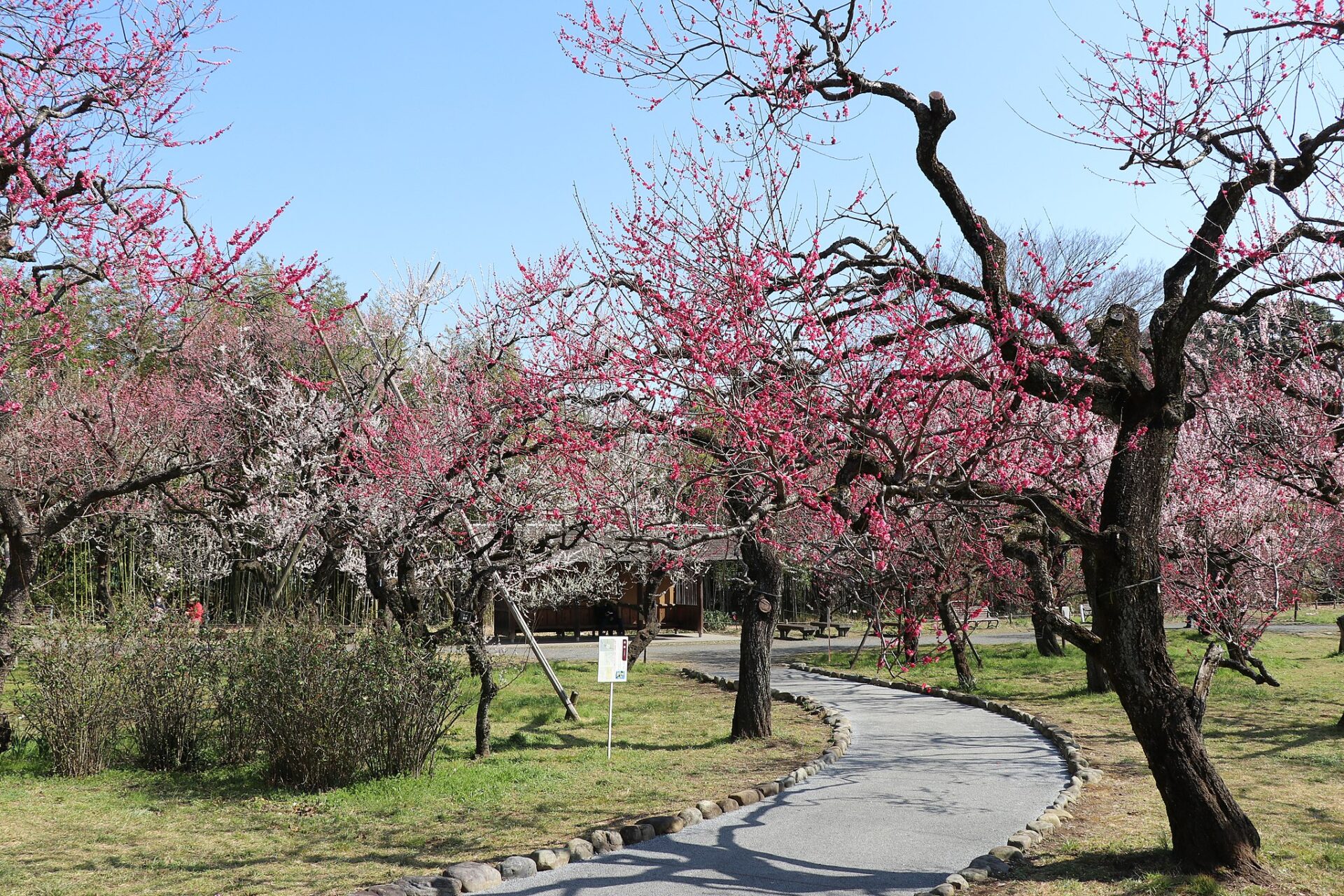 15 Best Places to See Plum Blossoms in Japan 2023 | Japan Wonder Travel ...