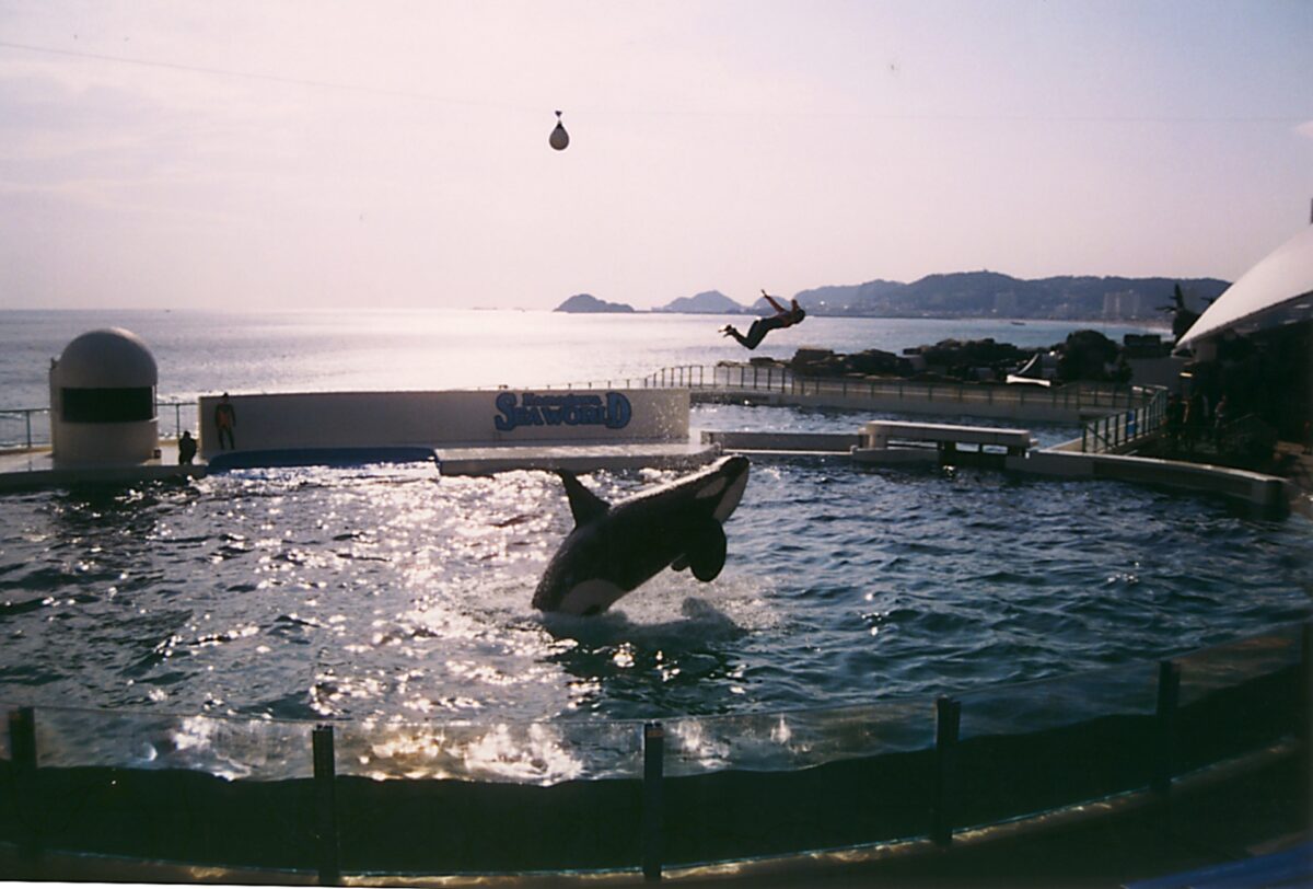 Kamogawa Sea World, killer whale show