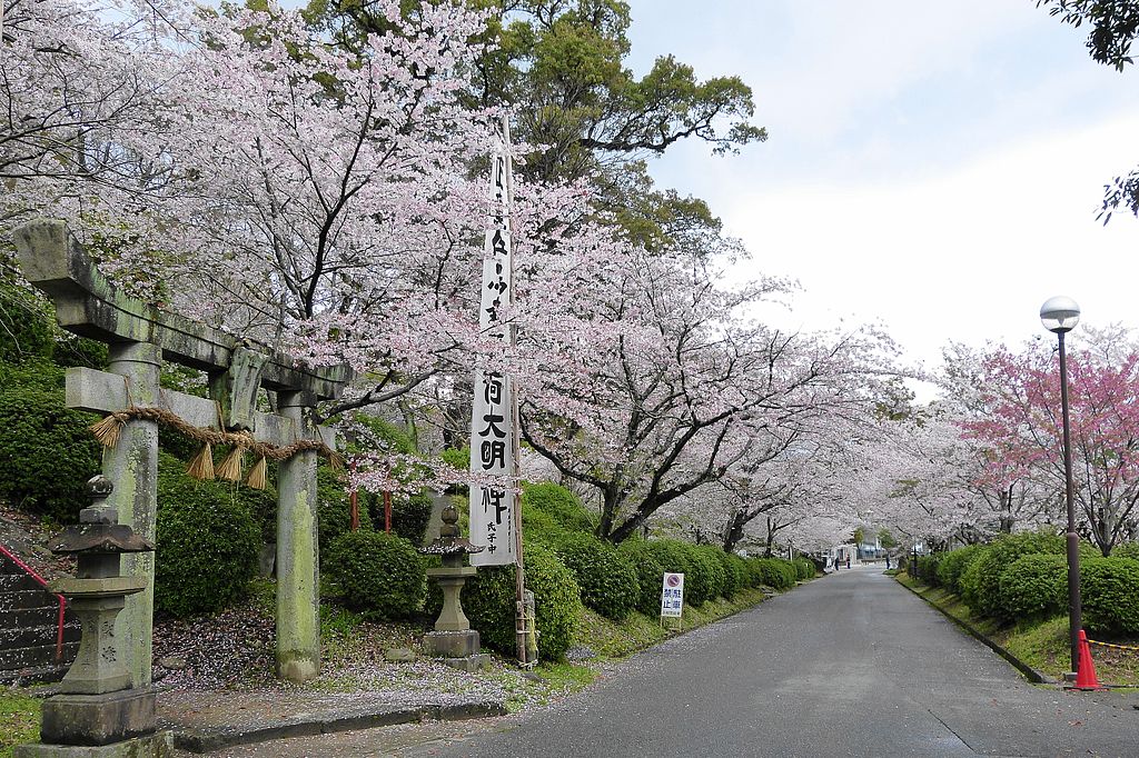 best time to visit japan for cherry blossoms