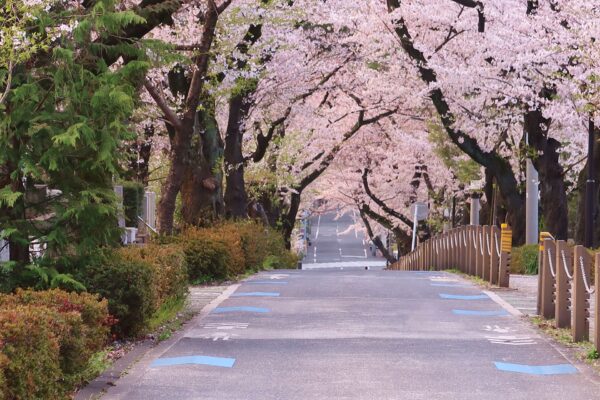 15 Best Cherry Blossom Viewing Spots in Tokyo 2024 | Japan Wonder ...