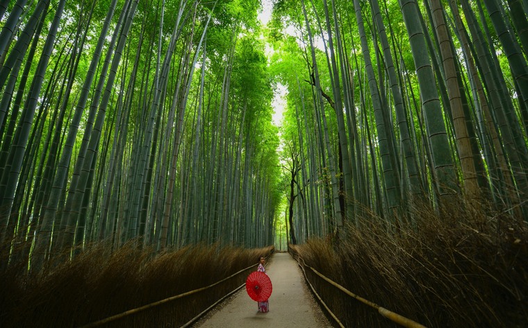 Arashiyama Bamboo Forest