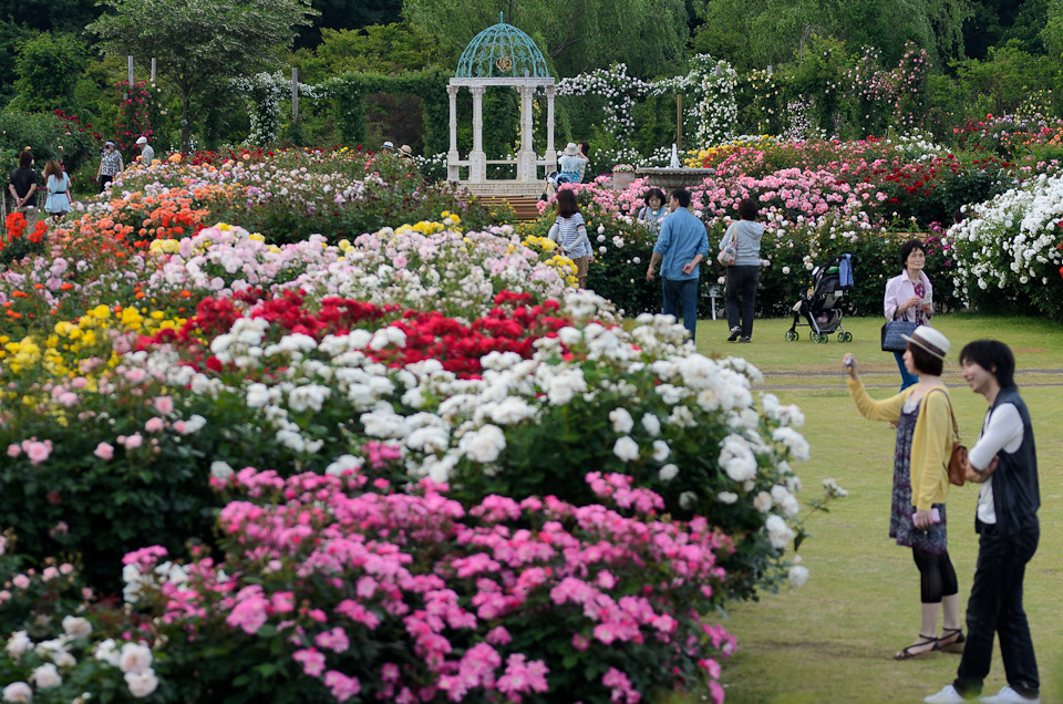 keisei rose garden