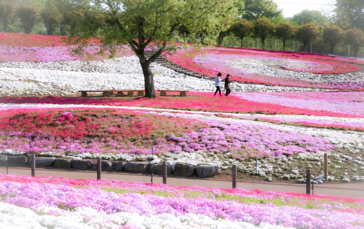 Tokyo Flower Festivals to Visit this Spring