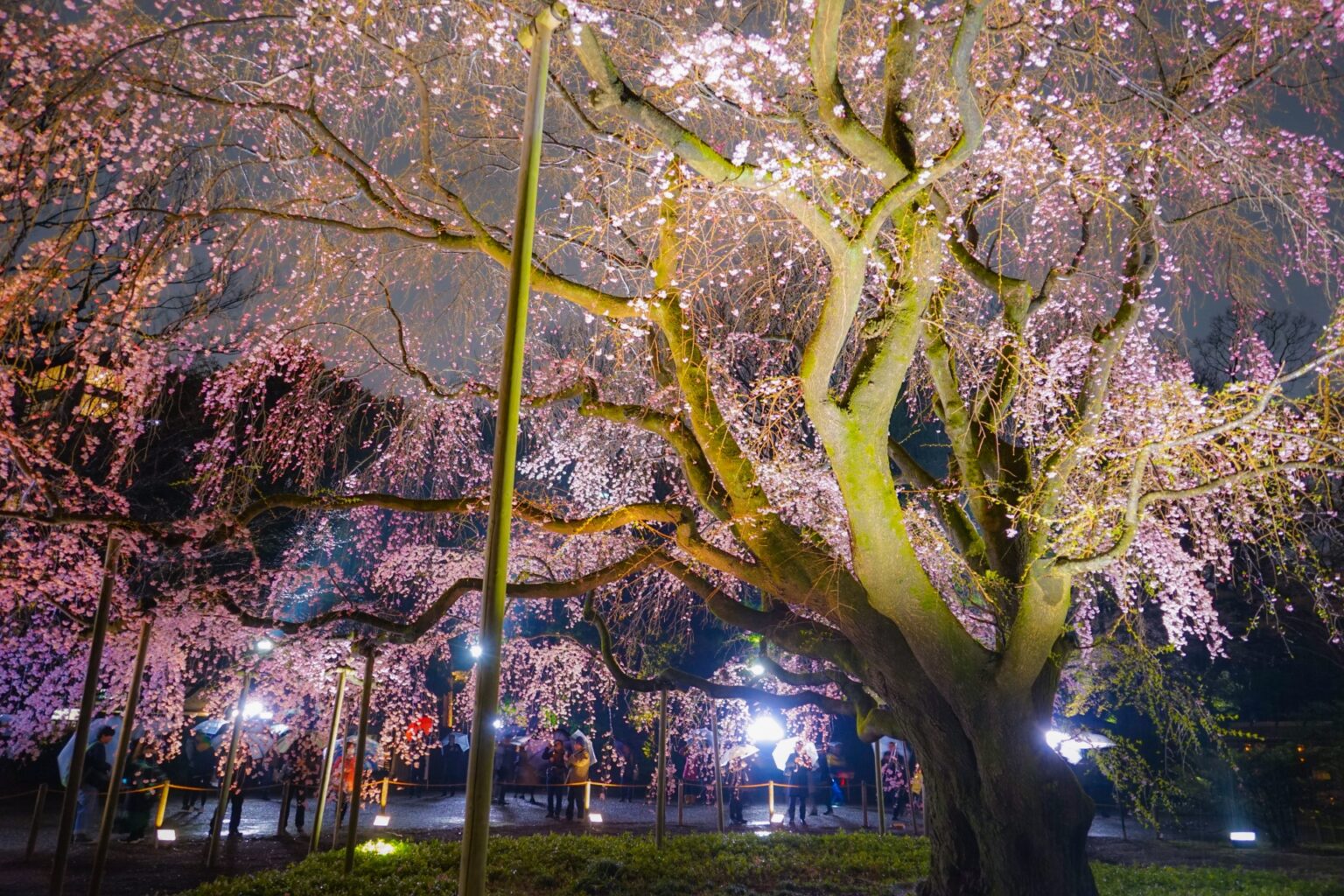 15 Best Cherry Blossom Viewing Spots in Tokyo 2024 | Japan Wonder ...