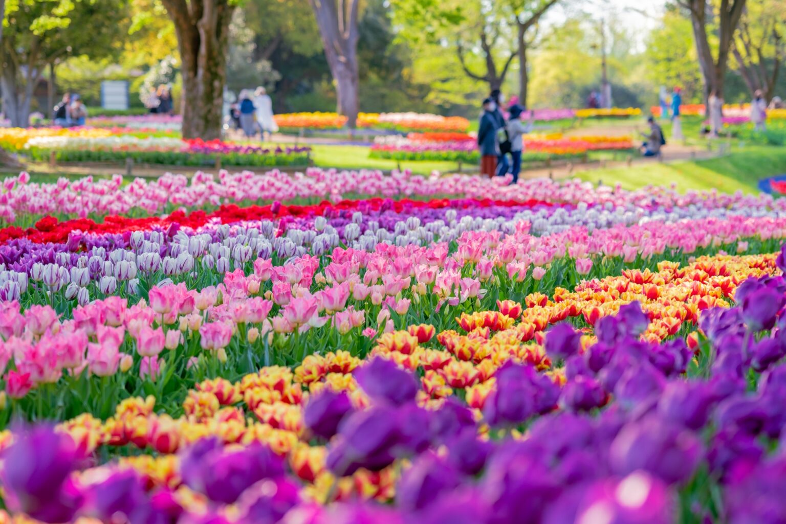 10 Best Things to Do in Tokyo in Spring | Japan Wonder Travel Blog