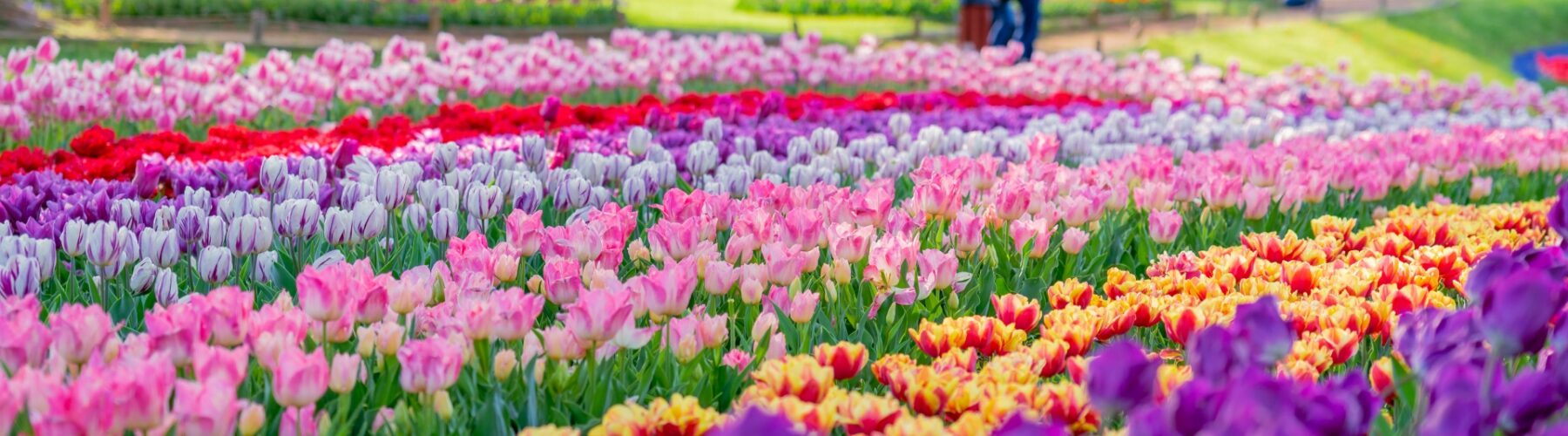 showa memorial park flowers