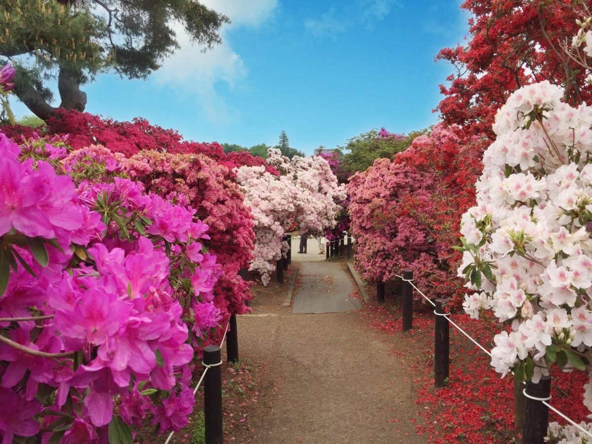 10 Flower Festivals near Tokyo April-May 2024