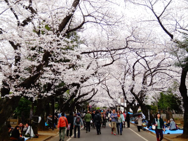 12 Hidden Less Crowded Cherry Blossom Spots in Tokyo 2024 | Japan ...