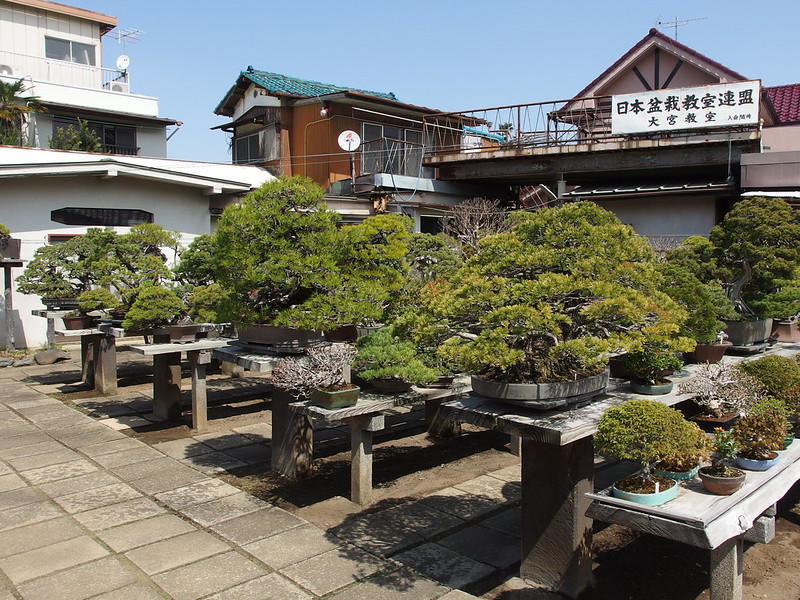 Bonsai Village