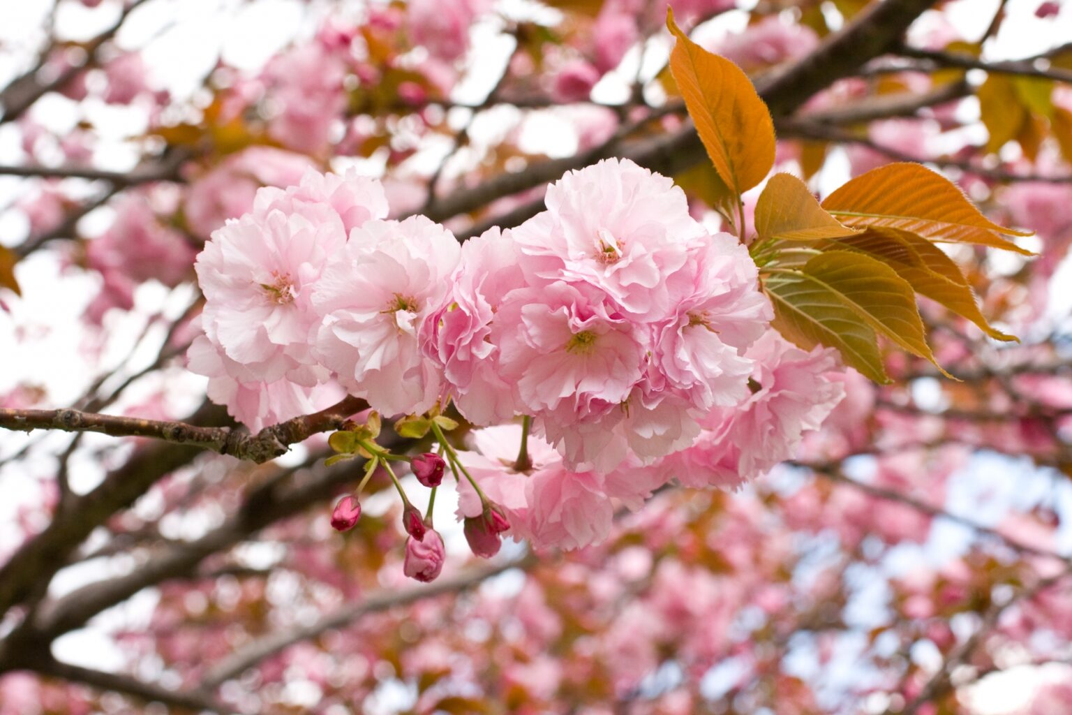 10 Late Blooming Cherry Blossom Spots in Tokyo 2023 | Japan Wonder ...