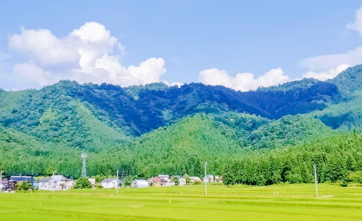Niigata rice field